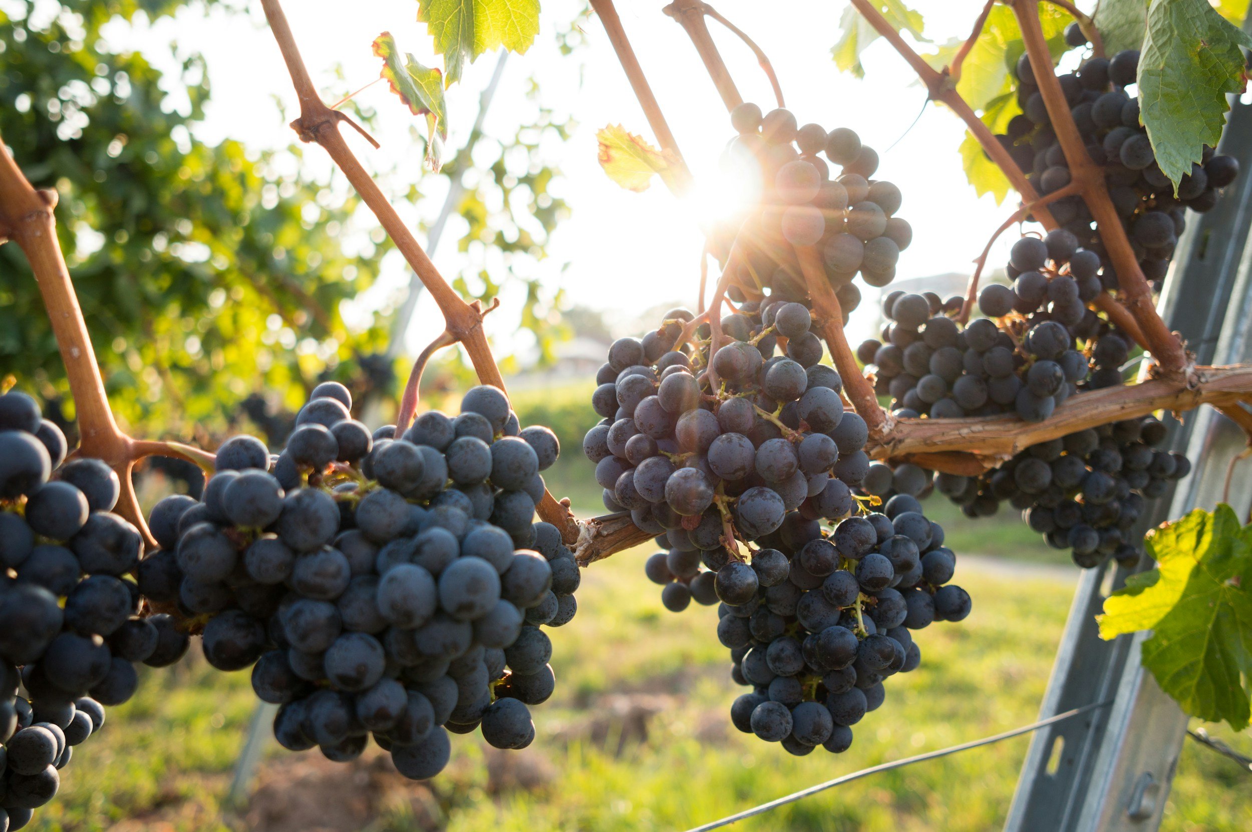 Schild Estate Pramie Shiraz