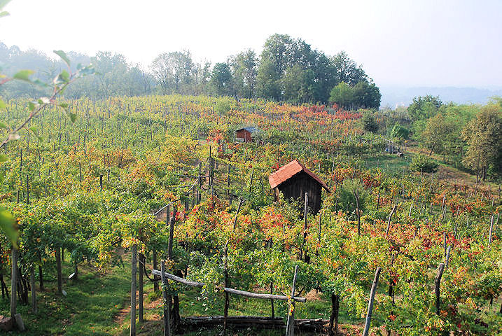Proprieta Sperino Uvaggio
