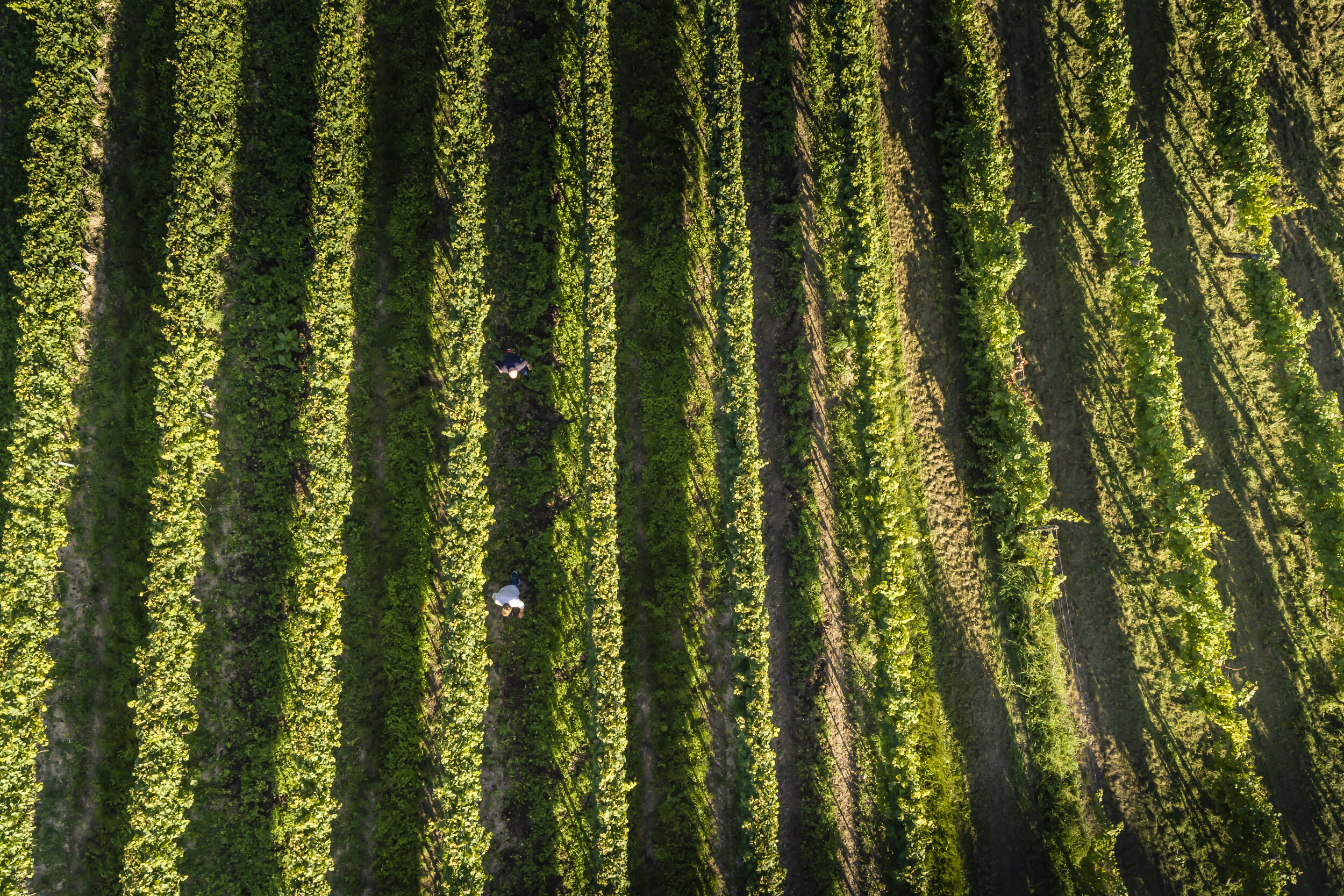 Lenzmark New Chapter Gruener Veltliner