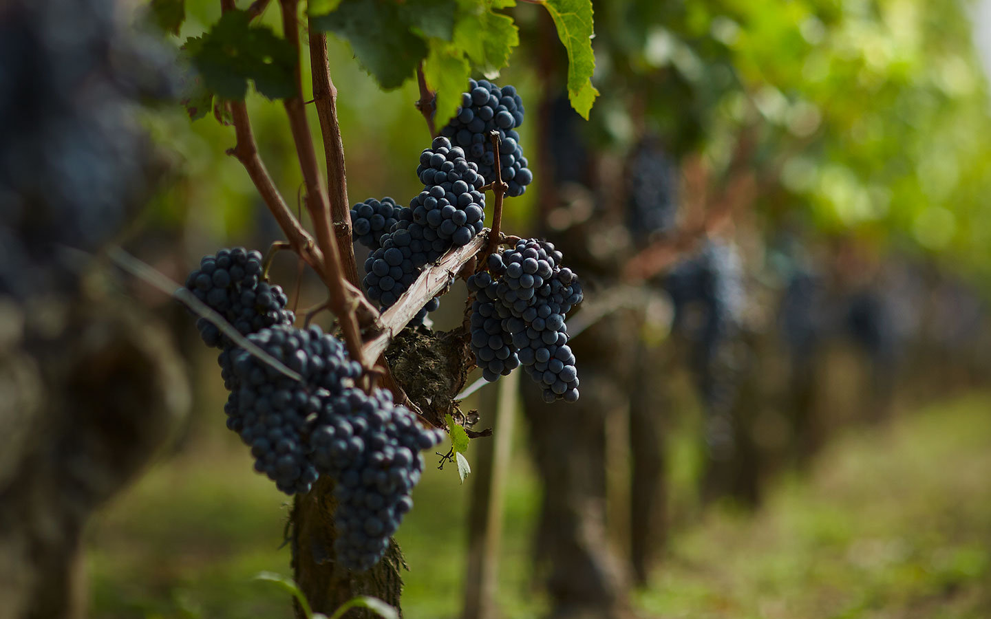 Clos Les Lunelles