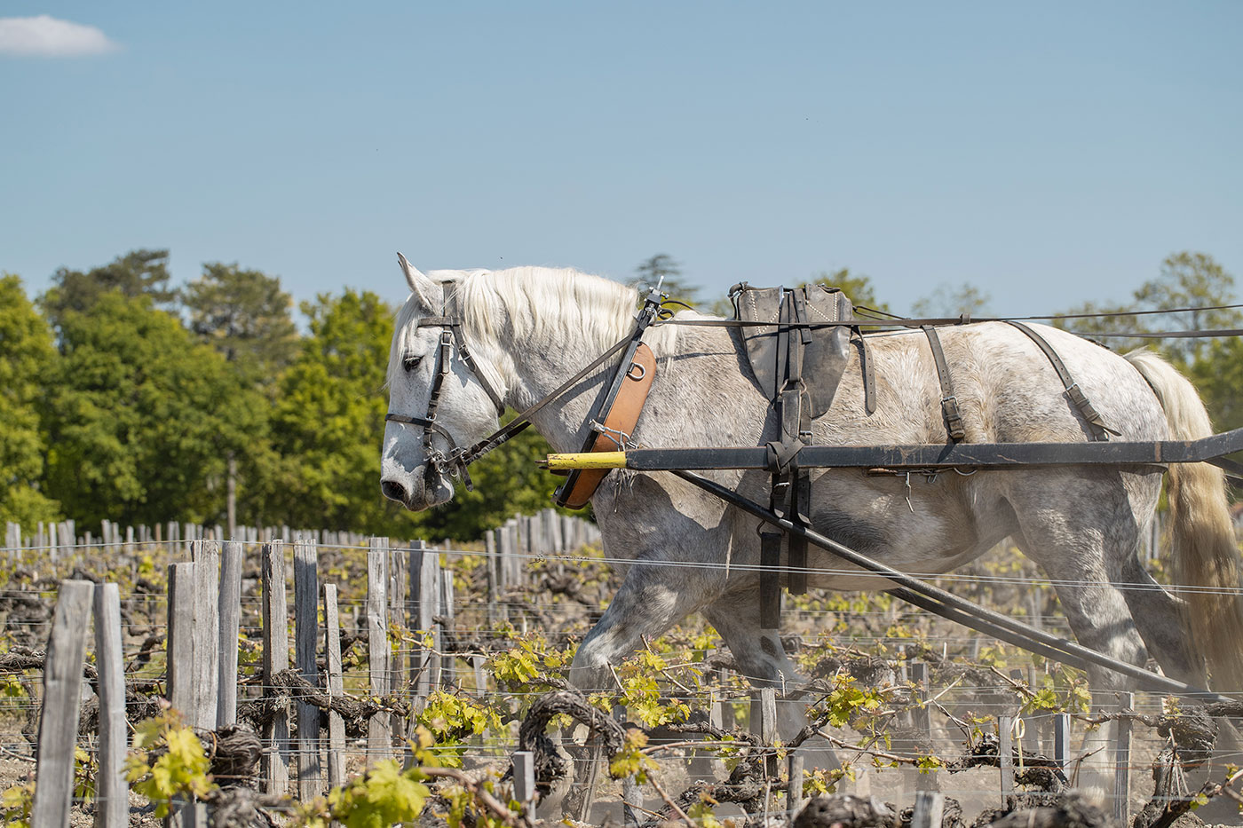 Chateau Pontet-Canet