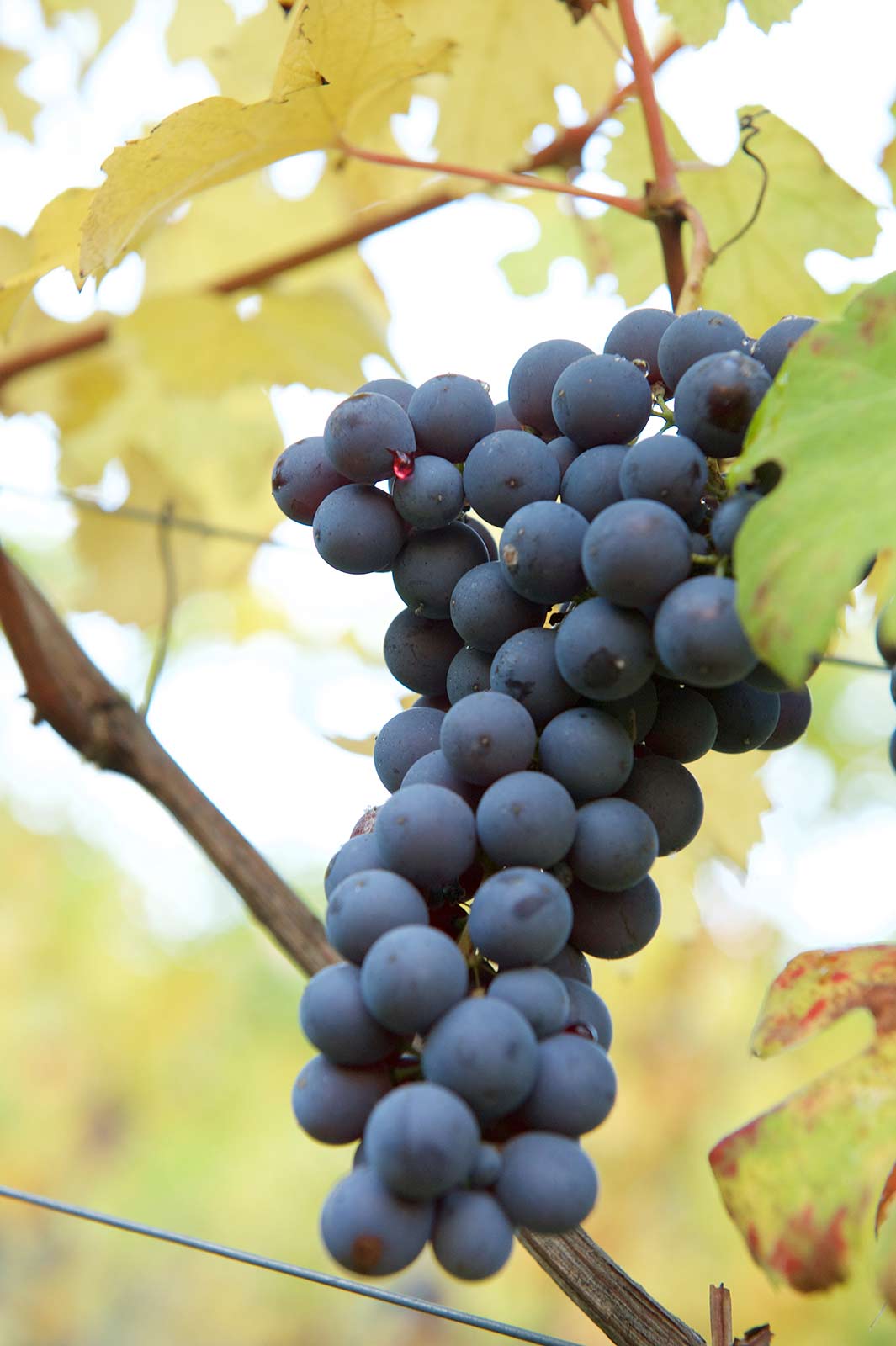 Roagna Montefico Vecchie Viti Barbaresco