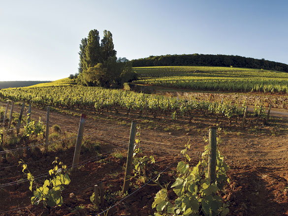 Roche de Bellene Corton-Charlemagne Grand Cru