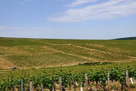 Charles Van Canneyt Vaillons Chablis 1er Cru