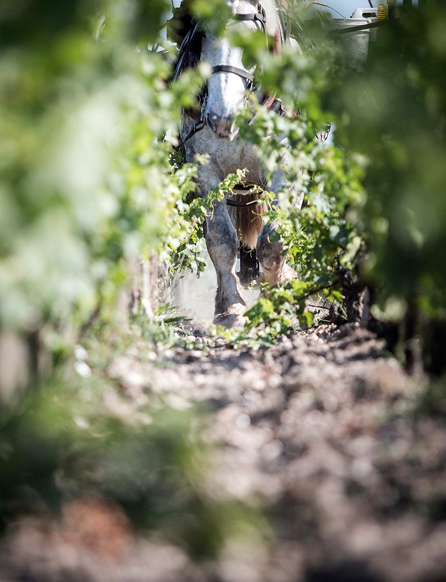 Joanne Chateau Pontet Canet Pauillac