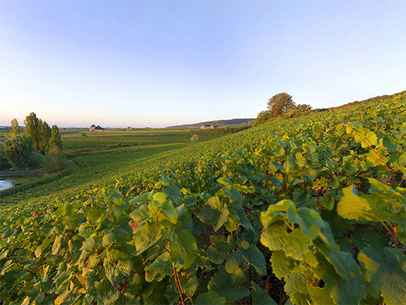 Jadot Chambolle Musigny Les Amoureuses