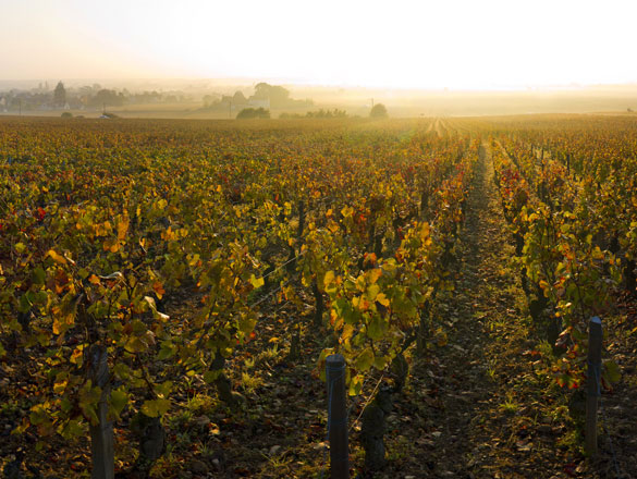 Jadot Bonnes Mares Grand Cru