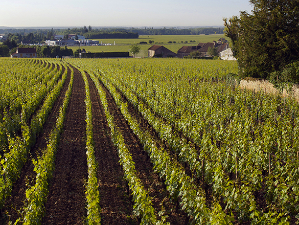 Le Moine Aloxe Corton 1er La Coutiere RougeSas