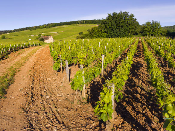 Mazoyeres Chambertin Vv Grand Cru
