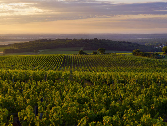 Montagny 1er Cru Les Chaniots