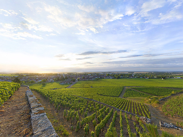 Nuits-St-Georges Aux Argillas