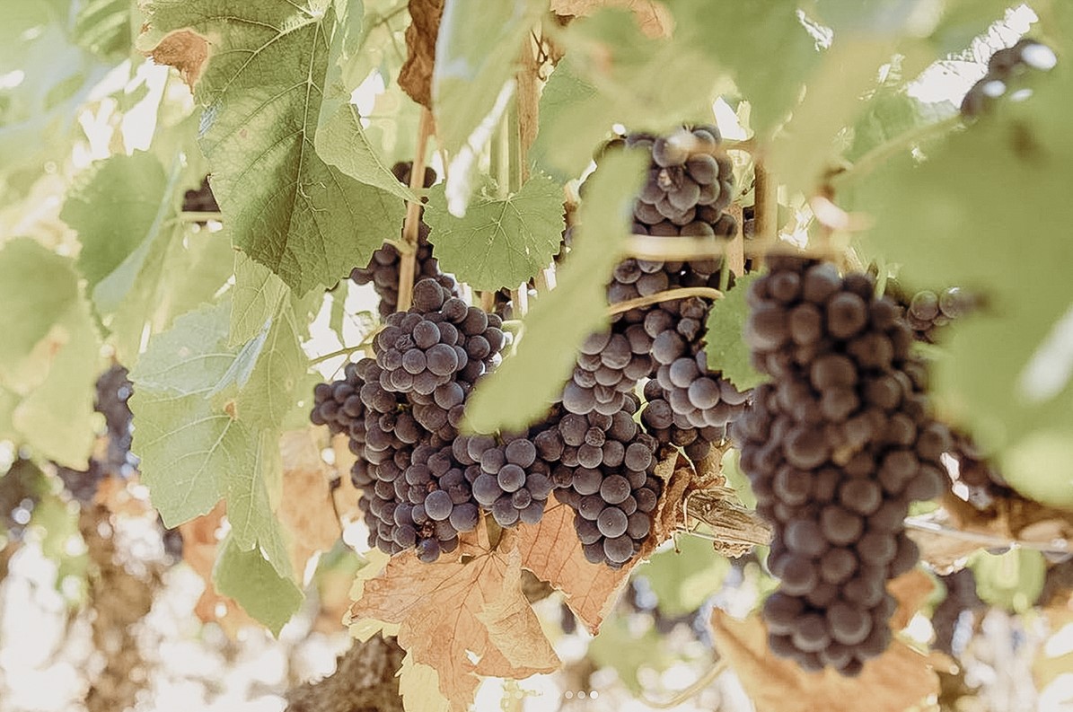 Caroline Frey Corton-Charlemagne Grand Cru
