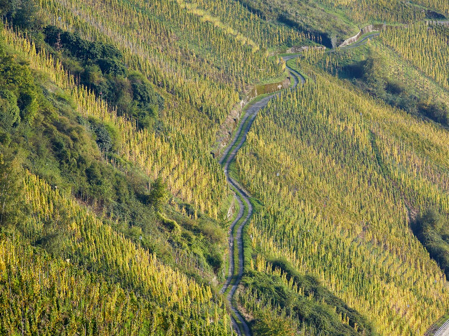 Vollenweider Wolfer Goldgrube Riesling