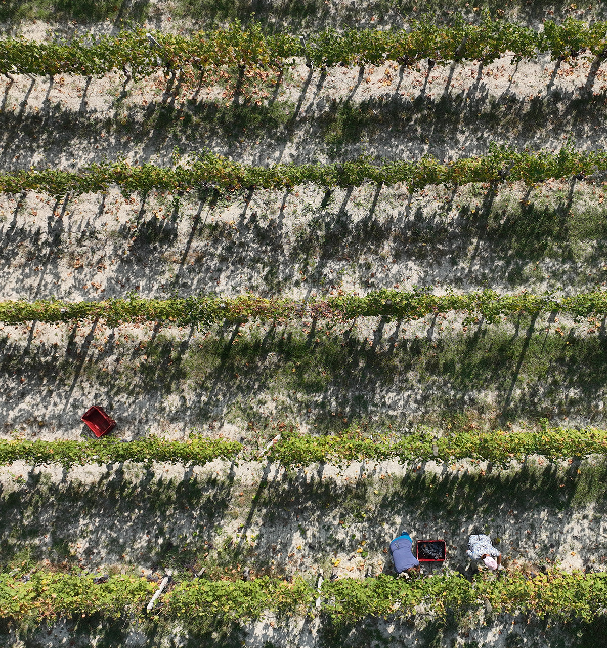 Barbaresco Riserva Basarin